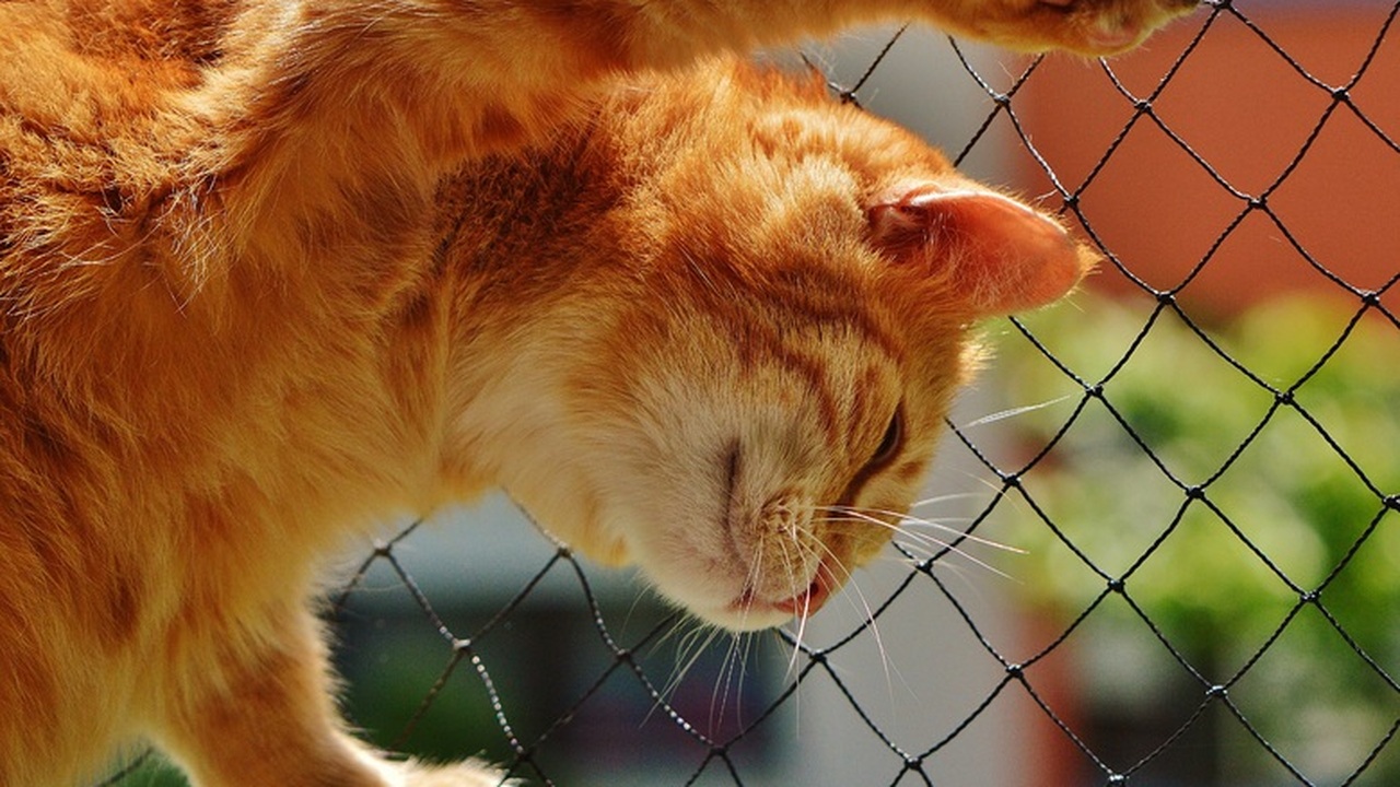 Многие владельцы кошек, подобравших своих питом...