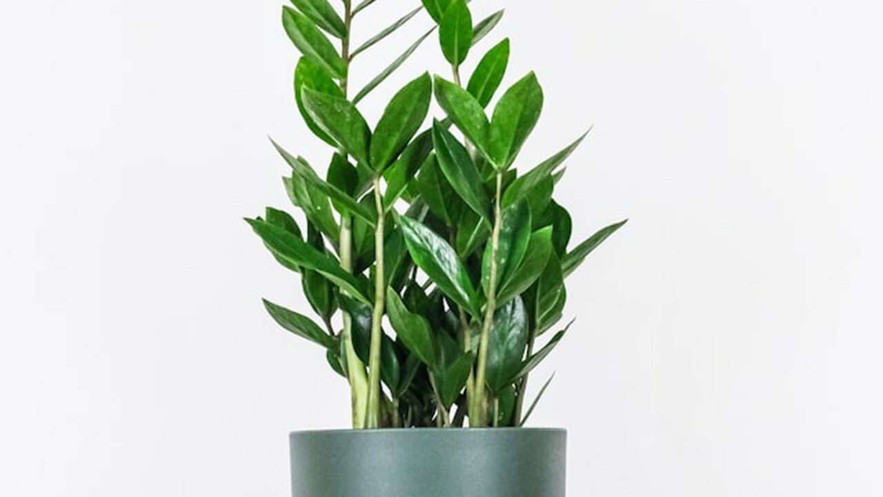 Замиокулькас считается одним из самых медленно ...