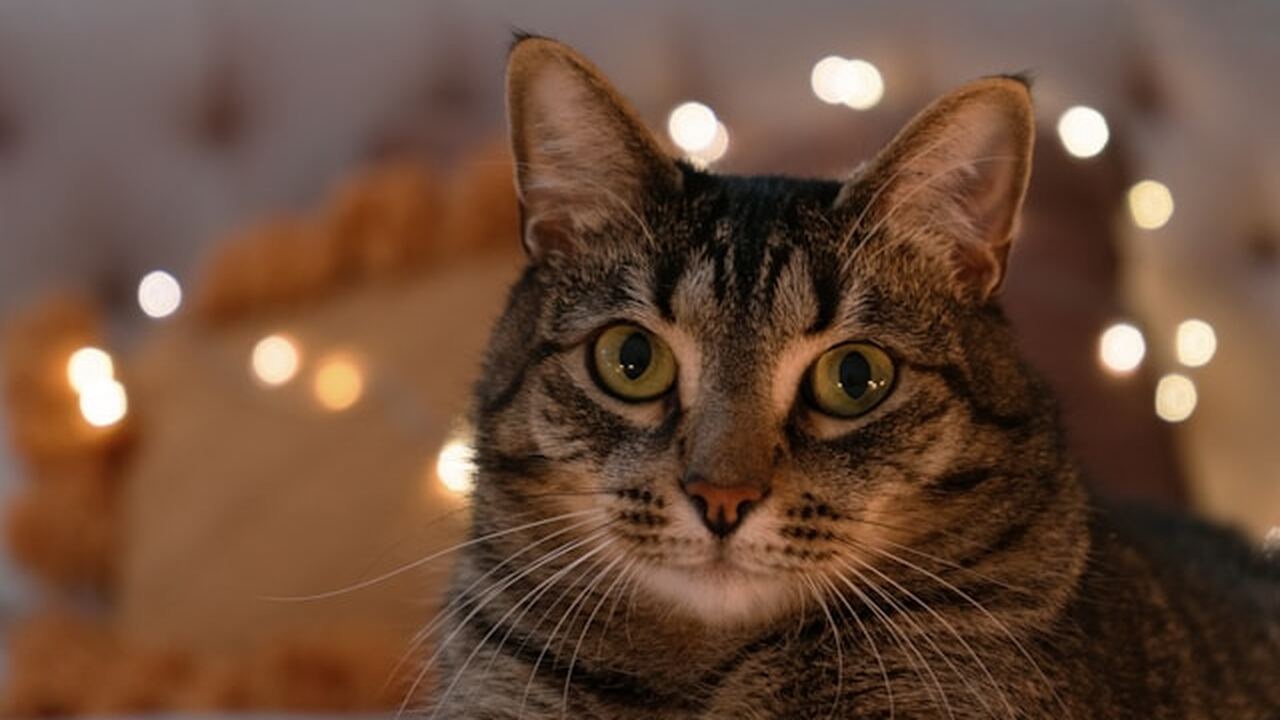 Почему кошек не стоит наказывать за проступки: объяснение специалистов Поведение кошек часто становится причиной недов...