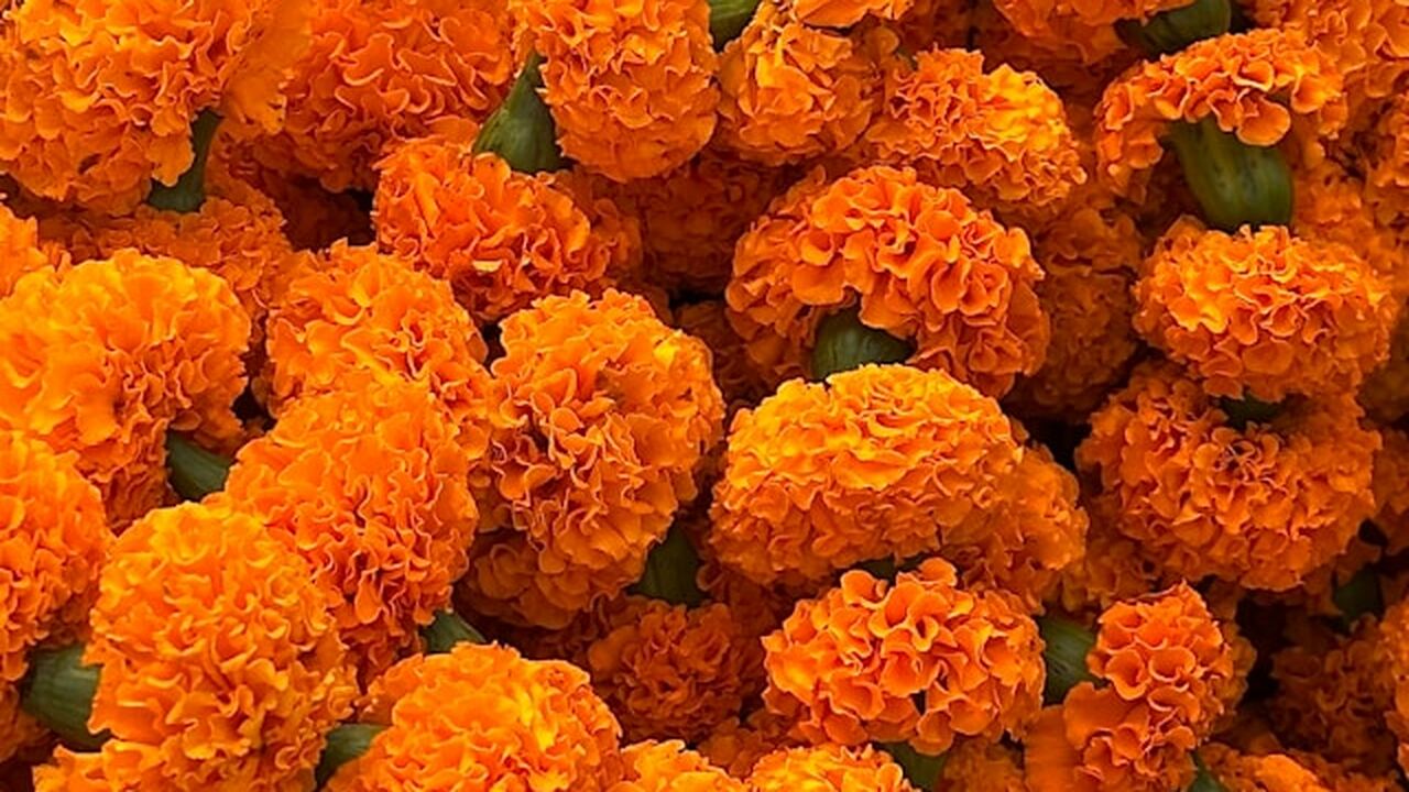 Бархатцы всё чаще используют на дачных участках...