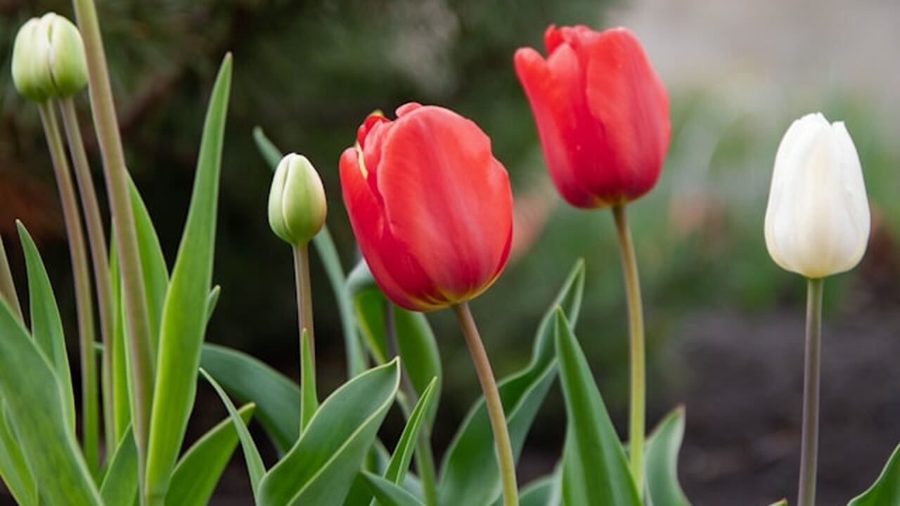 Этот неприхотливый цветок славится яркими свече...