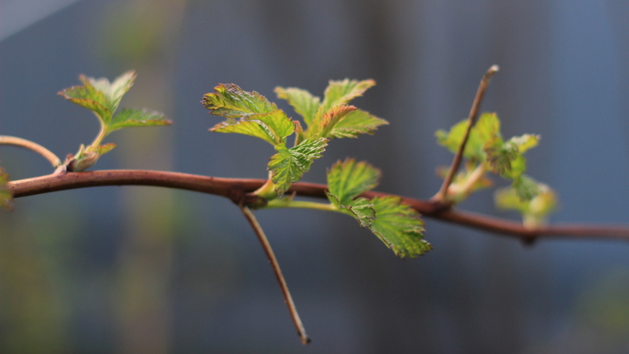 Даже при идеальном уходе за огородом, урожай мо...