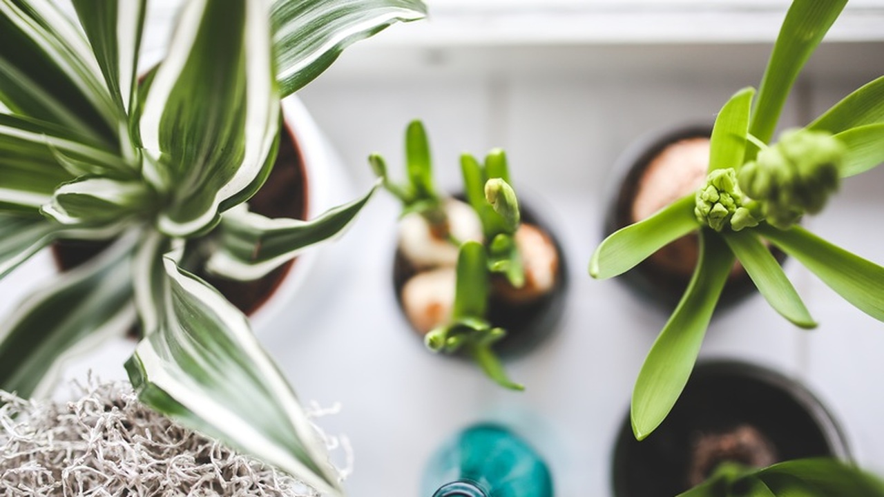 Многие россияне украшают свои дома комнатными р...