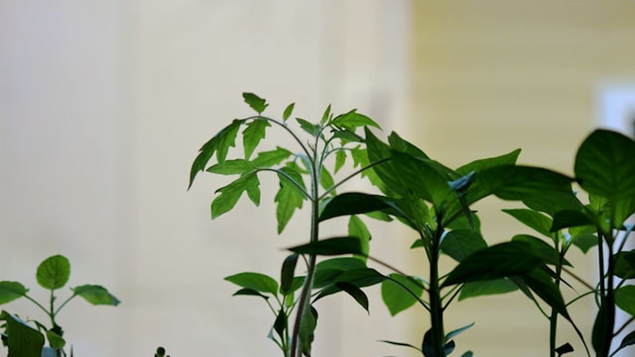 В период цветения клубники ключевое значение пр...