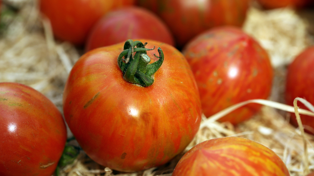 Сочные гиганты для вашего стола: выбираем идеальные томаты для нового сезона Если вы любите томаты с насыщенным вкусом, плот...