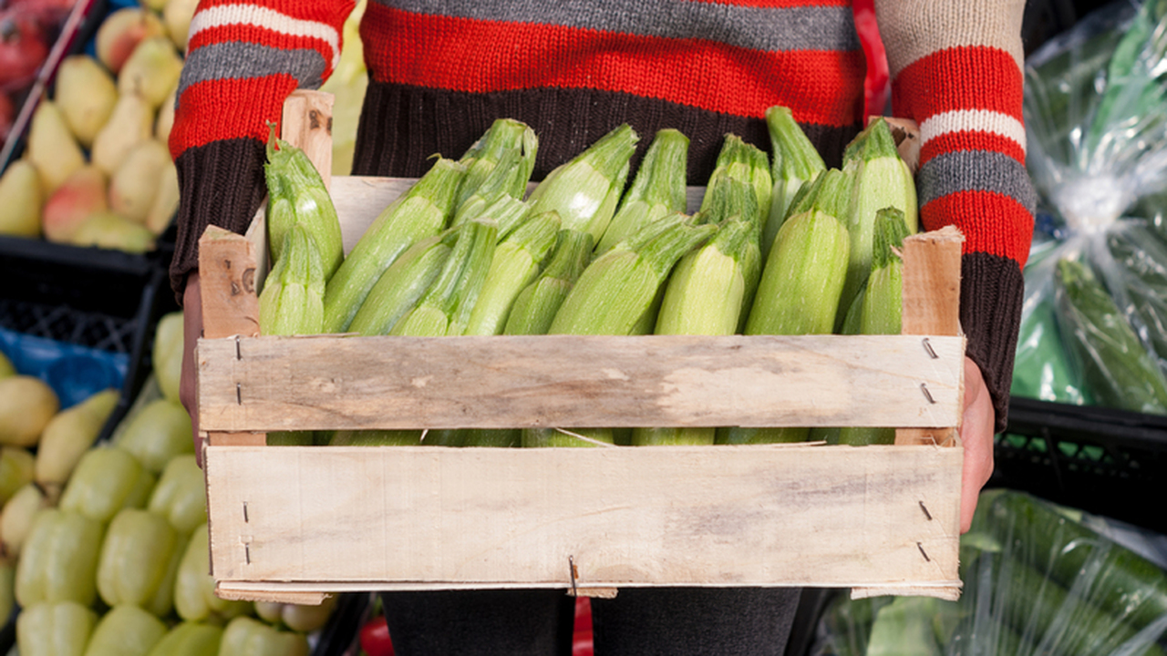 Сорт кабачков «Ролик» демонстрирует способность...