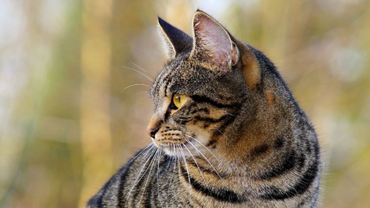 Утренние пробуждения от настойчивых кошачьих тр...