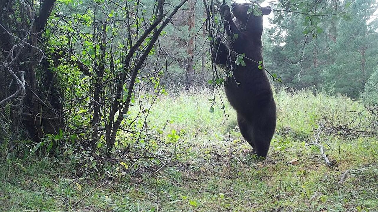 В Чувашии в лесной столовой в заповеднике засняли разных животных В заповеднике "Присурский" в фотоловушку попали...