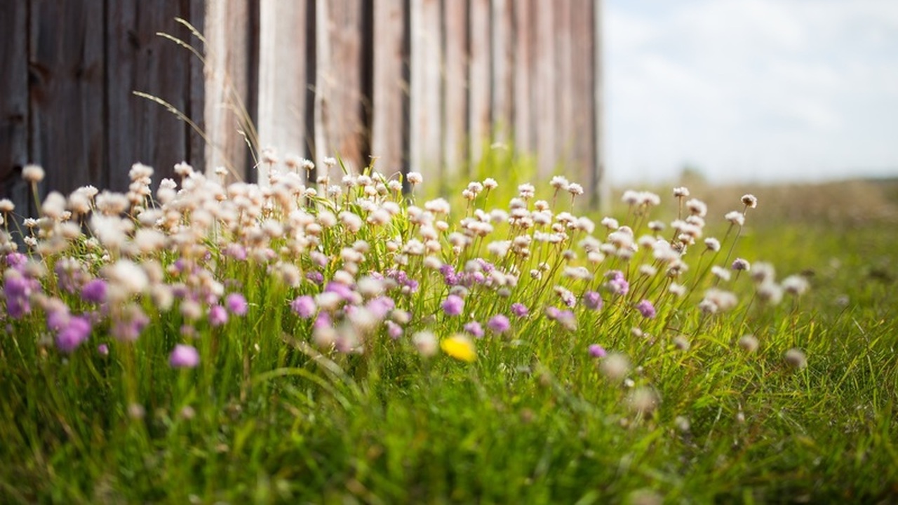 Сажаю этот многолетник и получаю дивные островки красоты и благоухания: аромат на 2 км в округе Для садоводов, стремящихся к созданию живописны...