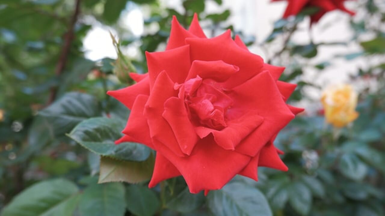 Когда розы на участке могут стать проблемой: разъяснение экспертов В соцсетях распространились сообщения о штрафах...