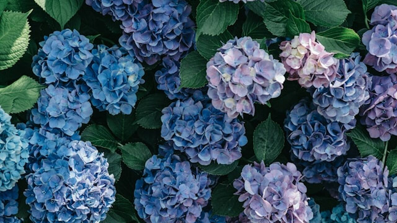 Садоводы все чаще обращают внимание на альтерна...