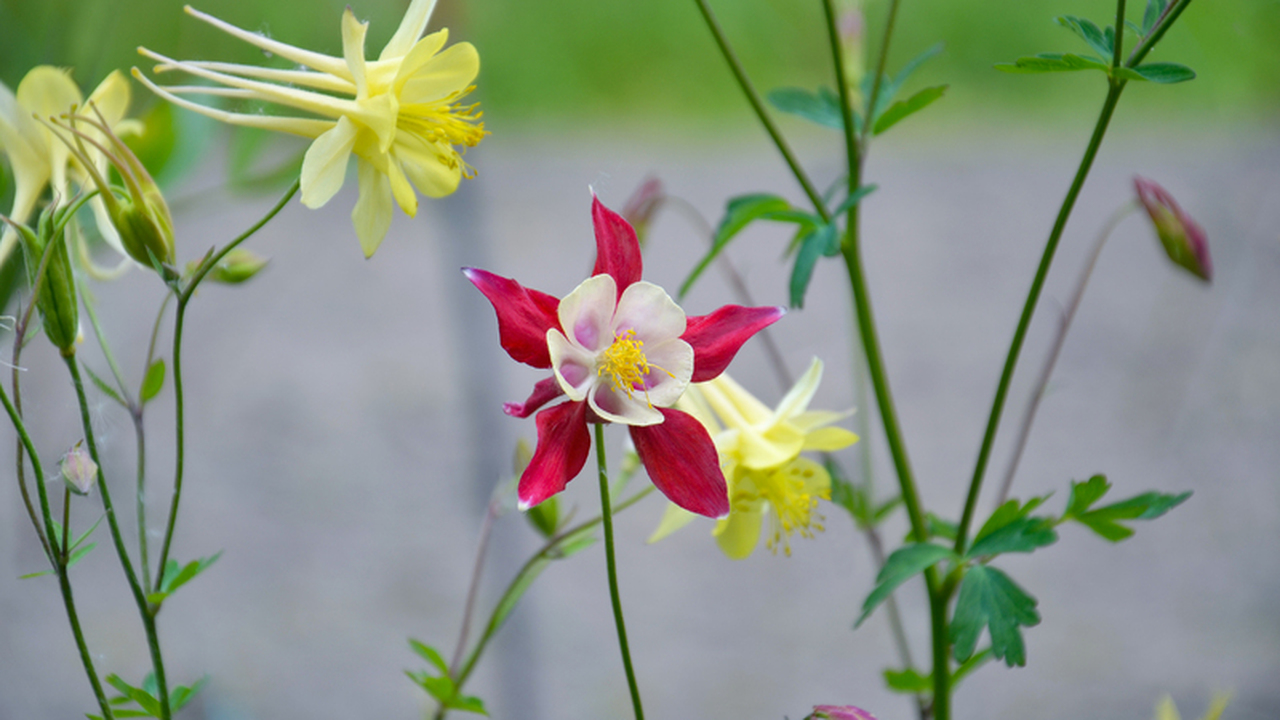 Цветущий подоконник: как получить максимум растений при минимуме места Январский посев – время испытаний для каждого с...