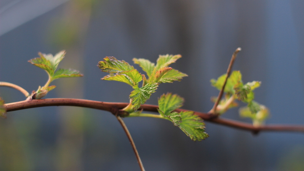 Российские метеорологи прогнозируют, что зима 2...