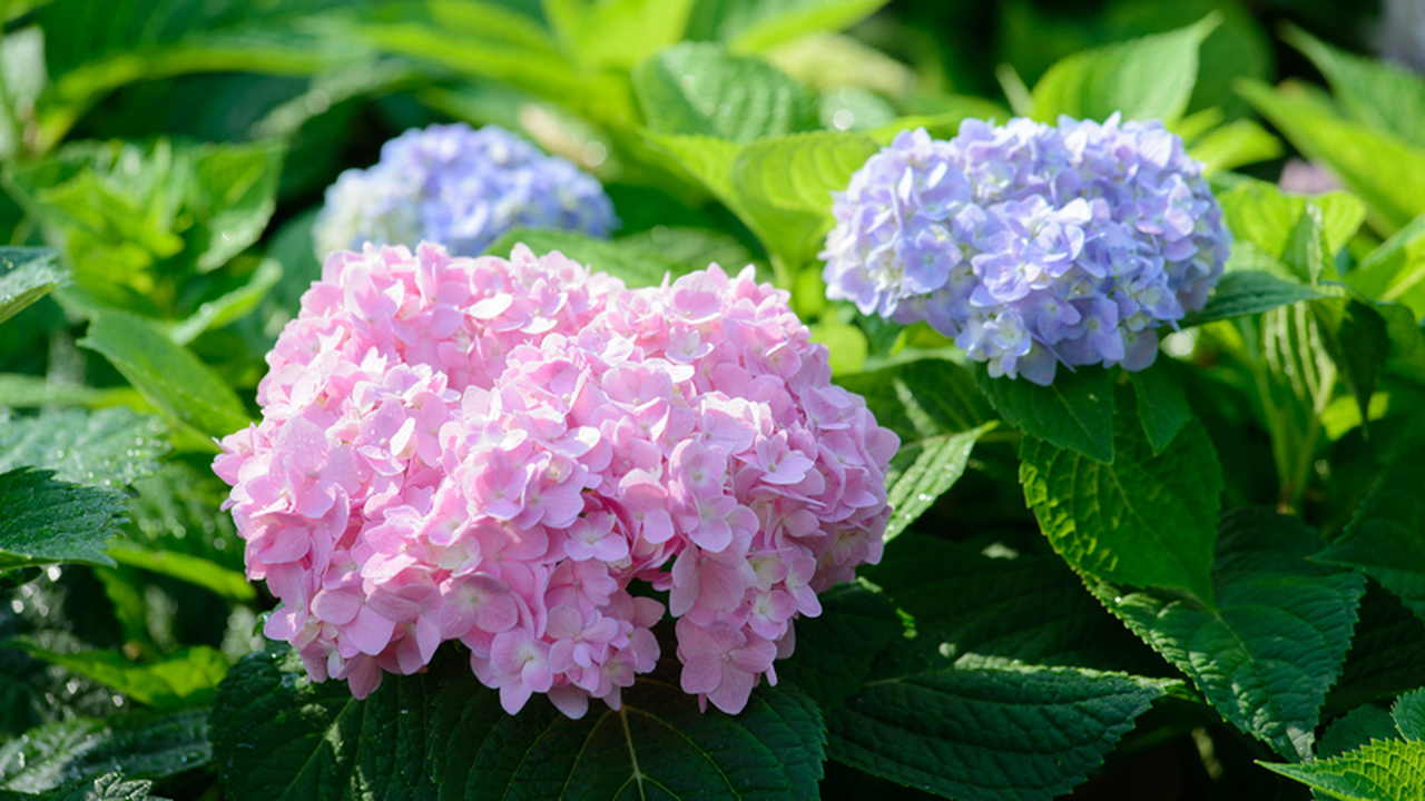 Древовидная и некоторые сорта метельчатой горте...