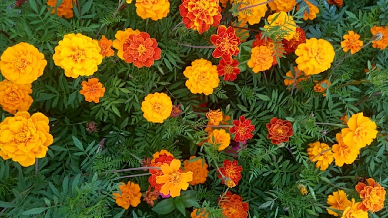 Постоянные лужи на участке не всегда связаны с ...