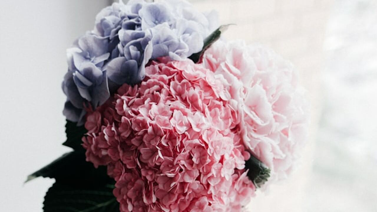 Апрель — оптимальное время для ухода за гортенз...