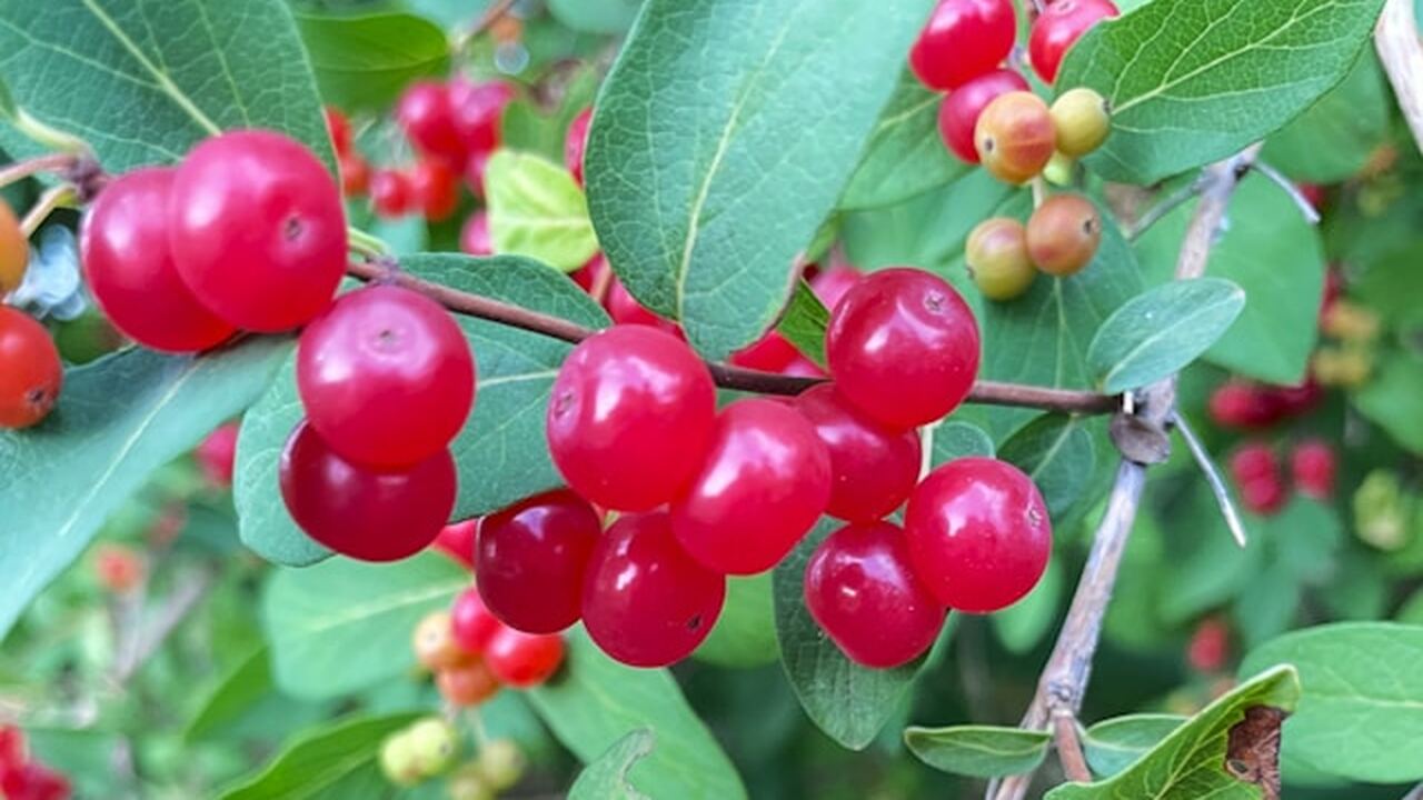 После окончания плодоношения жимолость требует ...