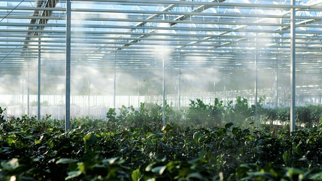 Огуречные и помидорные теплицы весной часто стр...