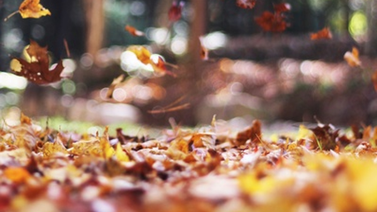 Центральная Россия пока не готова к настоящей зиме: синоптики прогнозируют затяжную осень Жителям европейской части России, особенно в це...