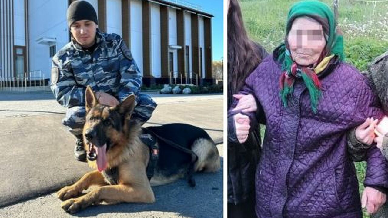 Немецкая овчарка в Чувашии помогла найти пропавшую 84-летнюю бабушку В Красноармейском округе Чувашии служебно-розыс...