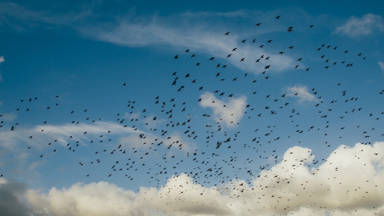 Вороны не приближаются, а синицы живут весь сезон: всё решает смесь, которую кладу в ноябре Многие любители природы стремятся создать у себ...