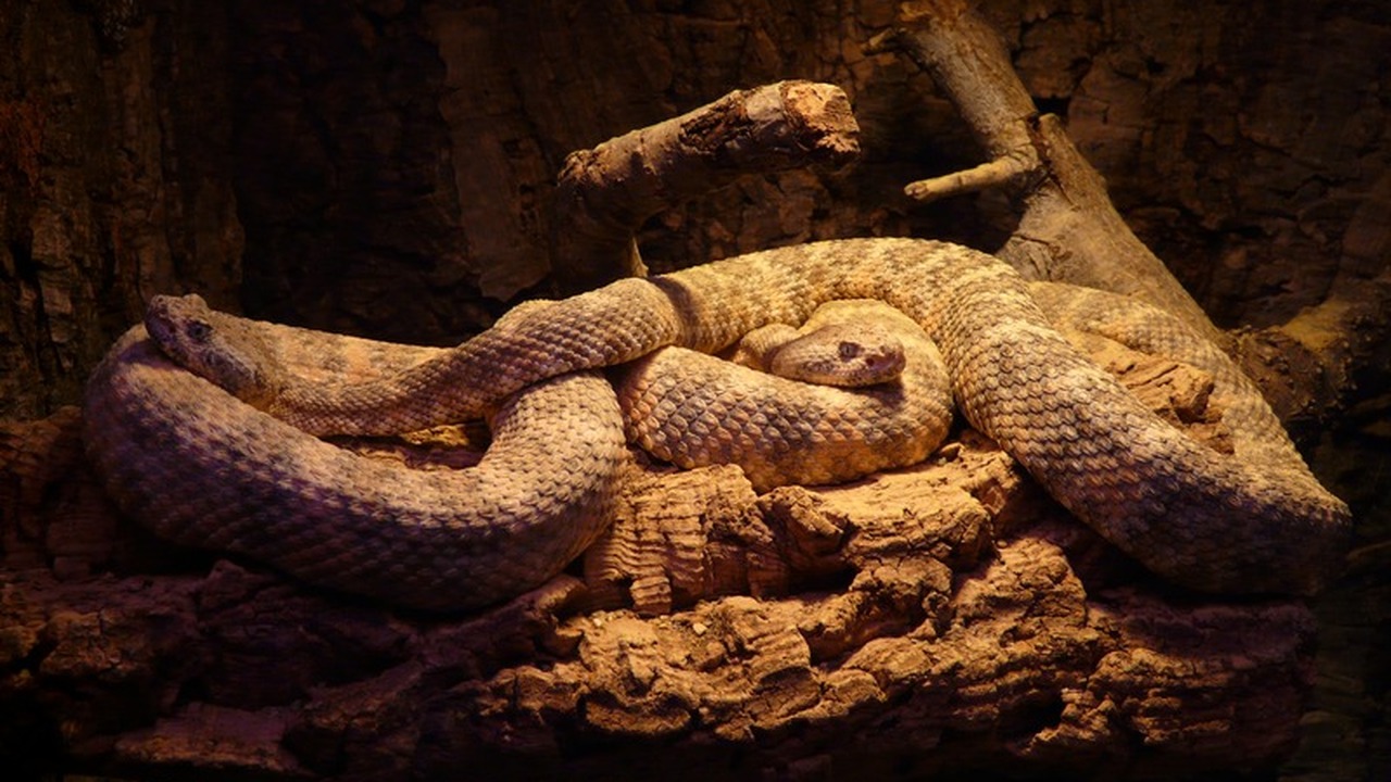 Пророчества Распутина: Три змеи и грядущие испытания Наследие Григория Распутина, окутанное мистикой...