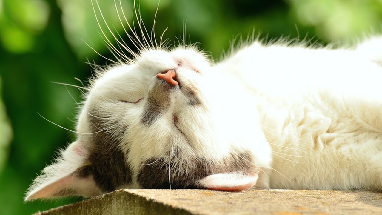 Ночные забеги кошек: что стоит за внезапной активностью питомцев Внезапные приступы бурной активности у домашних...