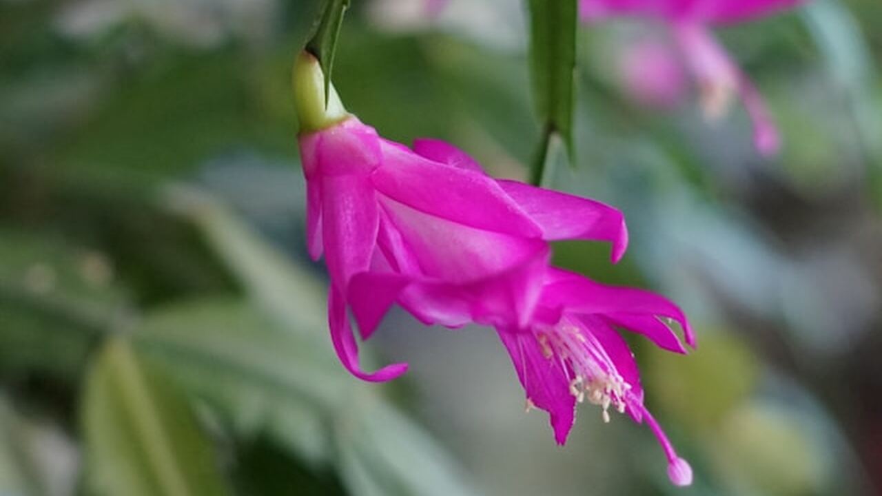 Комнатный декабрист (шлюмбергера) нередко перес...