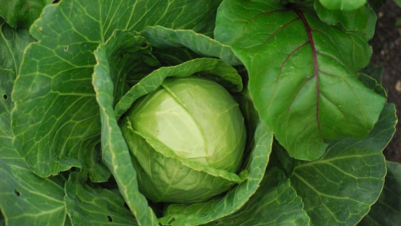 В период активного роста капуста часто подверга...