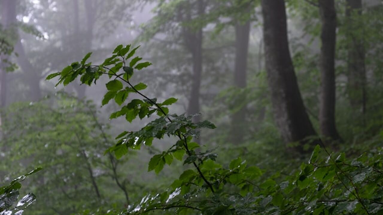 Май текущего года может пройти без устойчивого ...