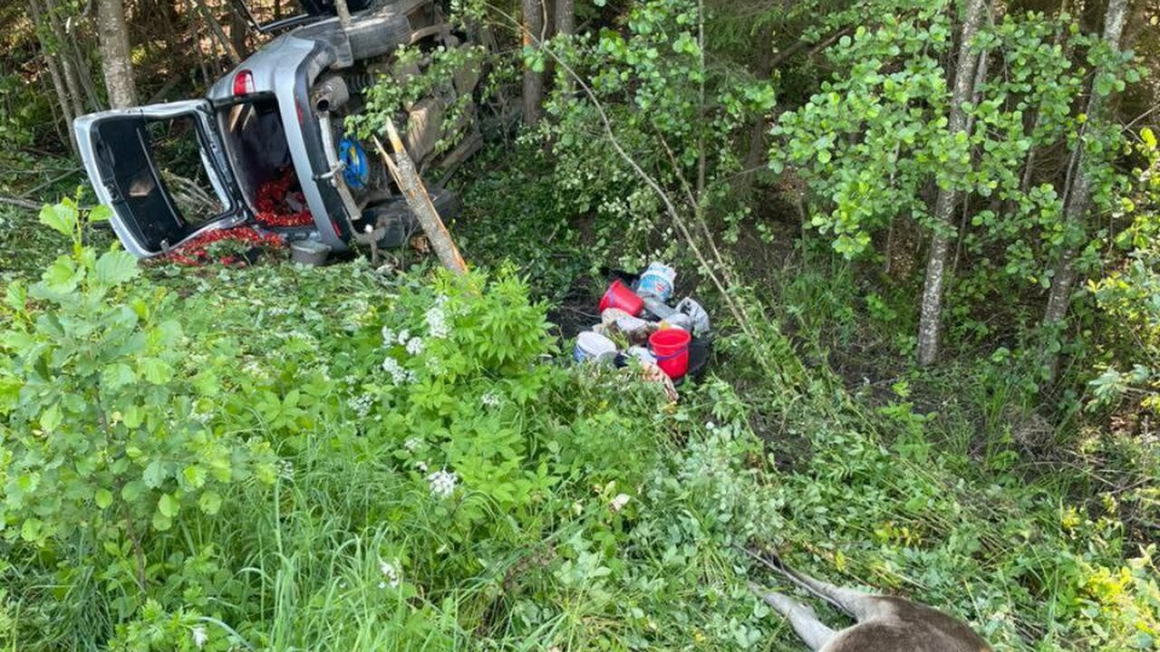 Четыре человека пострадали в автоаварии с лосем в Чувашии Накануне примерно в 15:10 на 112 км автодороги ...