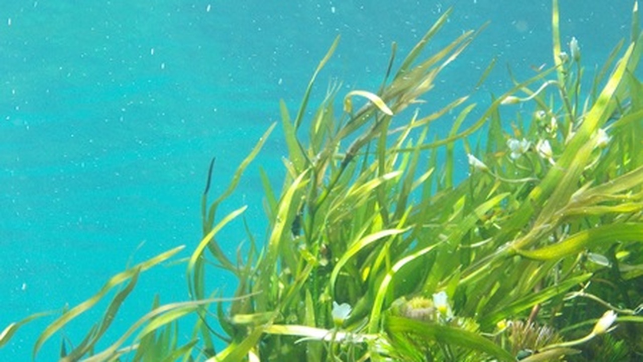 Япония славится высоким средним возрастом — мно...