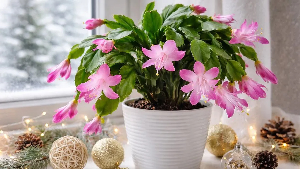 Многие любители комнатных растений сталкиваются...