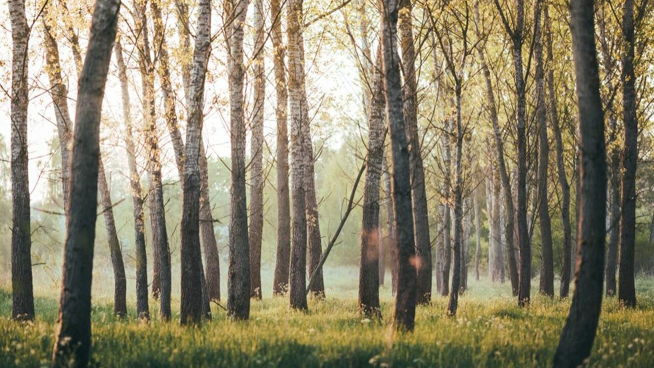 Метеорологи прогнозируют, что май 2026 года мож...