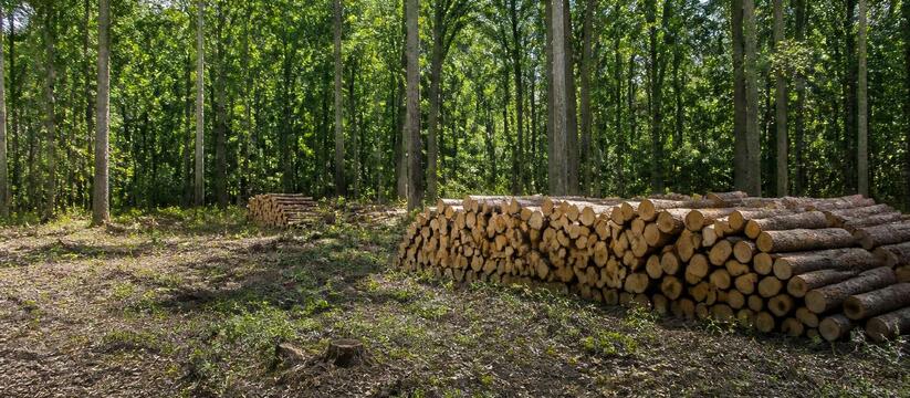 Лесники Шумерли убрали 80 аварийных деревьев и ...