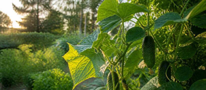 В Чувашии в воскресенье ночную прохладу сменят ...