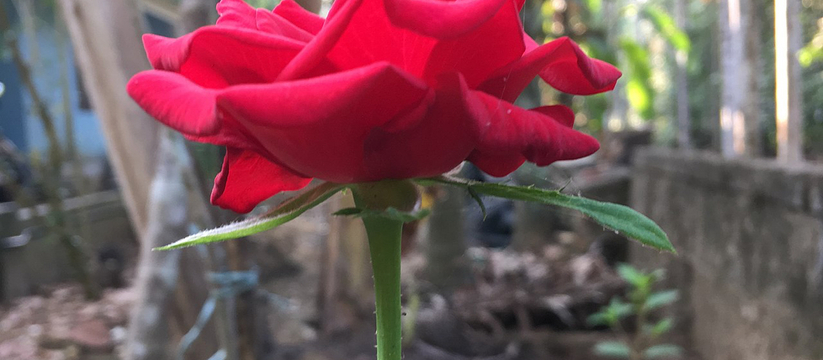Лучше «Корневина»: черенок розы выпустит корни щеткой, но понадобится популярнейший фрукт
