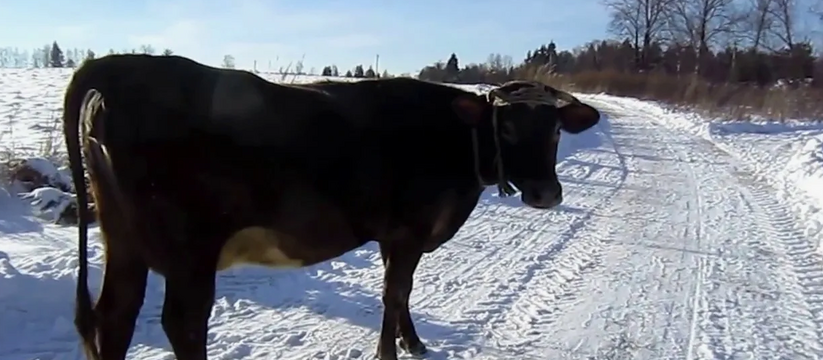 В Чувашии у коров выявили опасные бактерии