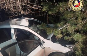 В Чувашии произошло ДТП с наездом на лося