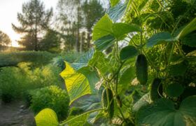 В Чувашии в воскресенье ночную прохладу сменят ...