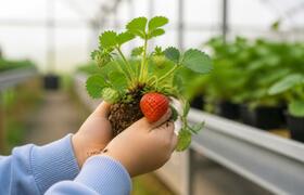 Сценарии «Ягодных фабрик процессов» разойдутся ...